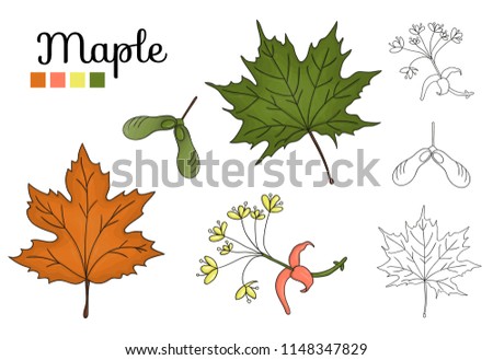 Vector set of maple tree elements isolated on white background. Botanical illustration of maple leaf, brunch, flowers, key fruit. Black and white clip art