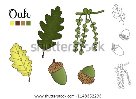Vector set of oak tree elements isolated on white background. Botanical illustration of oak leaf, brunch, flowers, acorns, ament. Black and white clip art