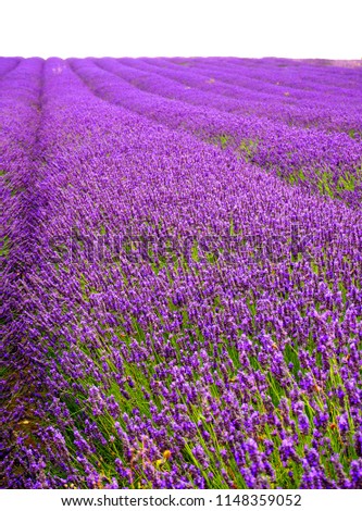 Breathtaking Lavender field, Hitchin Lavender Field, Ickleford, England. June to September is the best time to visit the field of lavender with full bloom, picture of big blue field is unforgetable