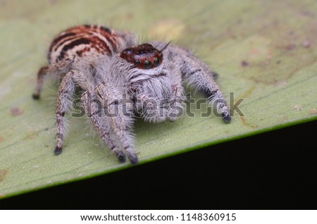 macro image of a hairy female Jumping Spider - Hyllus Giganteus 