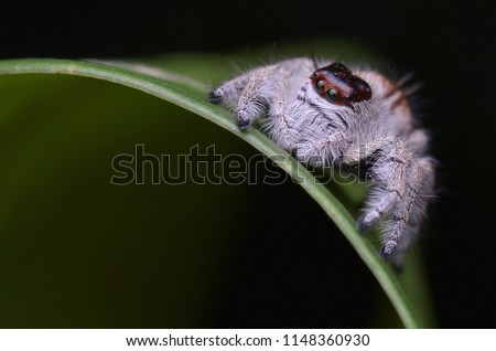 macro image of a hairy female Jumping Spider - Hyllus Giganteus 