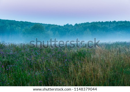 Fog over the meadow of the races
