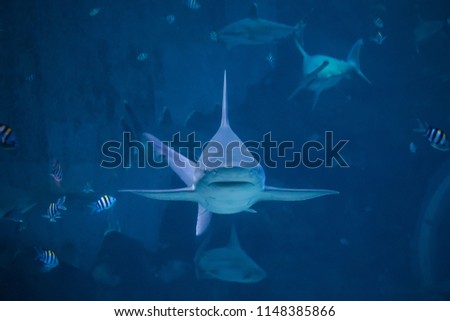 A silvertip shark swimming toward camera in aquarium in Sentosa, Singapore 
