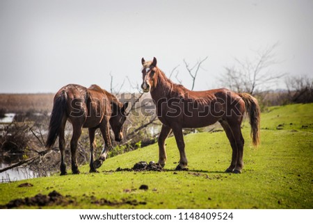 Wild horses on the green meadow in Danube Biospheric Reserve (Vilkovo), Ukraine