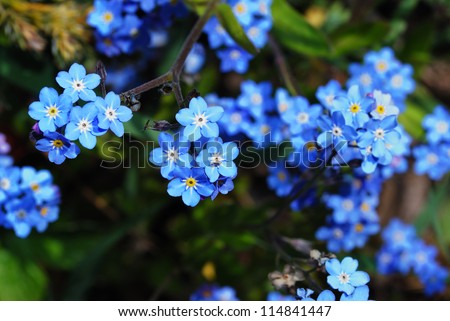 fresh blue forget-me-not flower in the garden and spring from the top Royalty-Free Stock Photo #114841447