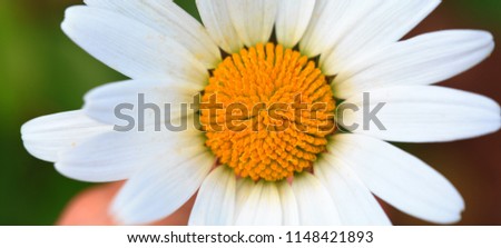 Macro Shot of white daisy flower in sunset light.