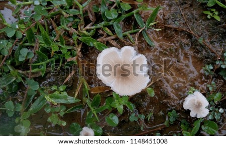 Button mushroom picture