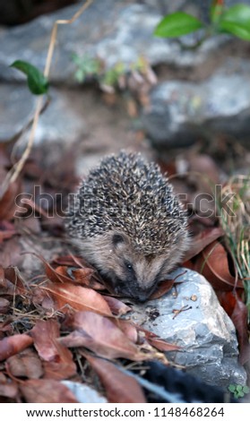 Young hedgehog foraging in the garden