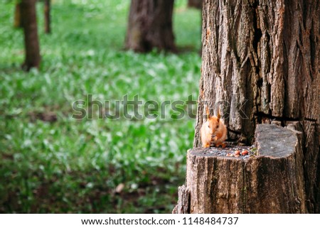 squirrels eat nuts on a stump in summer. copy space