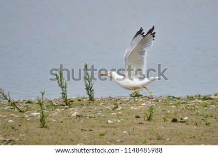 Yellow-legged gull in flight 