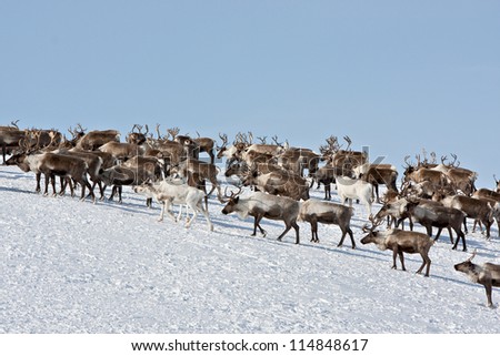 Caribou group on pastures in the mountains of Kamchatka in Russia