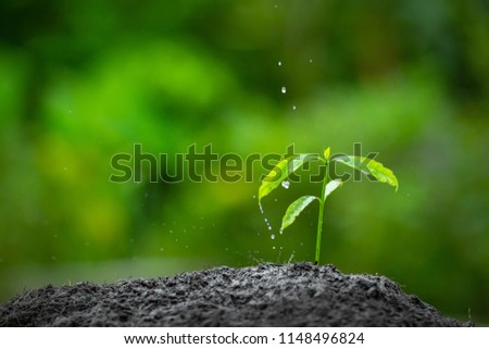 The seedling are growing in the black soil. in the rain forest. Planting trees to reduce global warming. blurred,soft focus