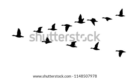Flying flock of geese in the autumn, triangle of birds in the sky (12 different silhouettes of birds)