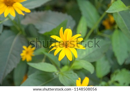 Flower calendula officinalis.