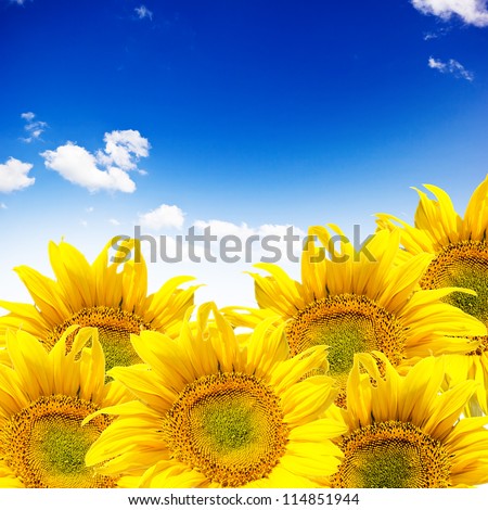 Abstract background with sunflowers over blue clouds sky