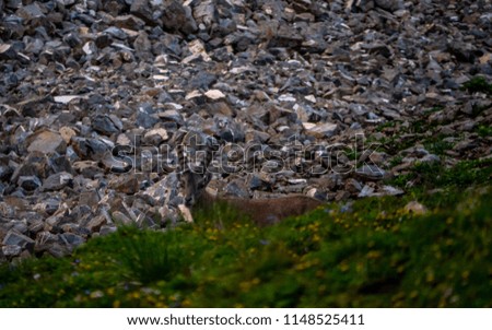 capricorn Steinbock Capra ibex standing on a steep mountain stone cliff sideview with big horns