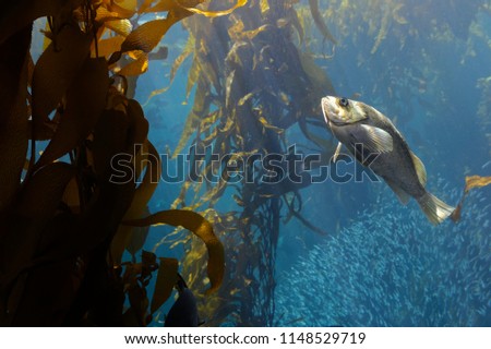 The Kelp bass (Paralabrax clathratus) is a benthopelagic species is found in or near kelp beds. Is endemic to the Eastern Pacific, and is found from central California to the tip of Baja California. Royalty-Free Stock Photo #1148529719