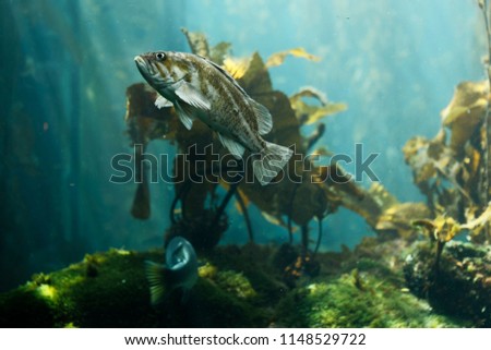 The Kelp bass (Paralabrax clathratus) is a benthopelagic species is found in or near kelp beds. Is endemic to the Eastern Pacific, and is found from central California to the tip of Baja California. Royalty-Free Stock Photo #1148529722