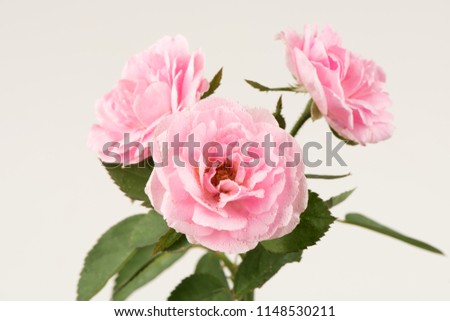 Damask Rose flowers have property medicine. Royalty-Free Stock Photo #1148530211