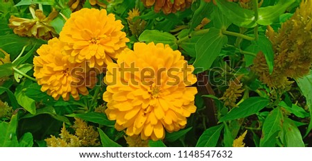 Marigold flowers - Calendula officinalis