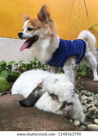 My friend of different species Rabbit and Chihuahua dog