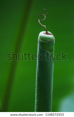 The beginning form of banana leaf.