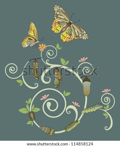 Butterfly life cycle, Vector illustration with simple gradients