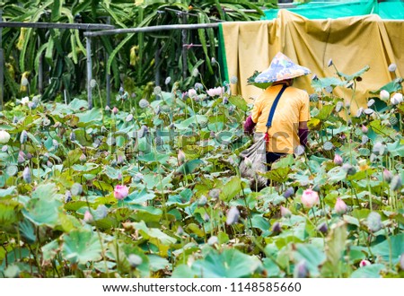 Farmer is collecting lotus pods