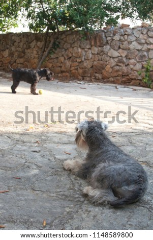 Two dogs playing 
in the yard