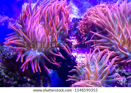 anemones coral reef underwater closeup Royalty-Free Stock Photo #1148590355