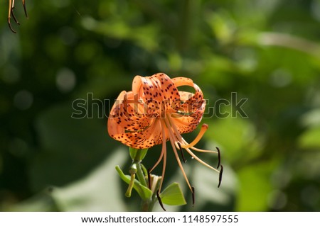 Tiger lily Flower        