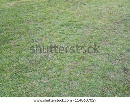 Green lawn isoled background