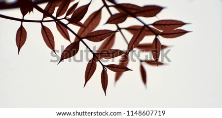 Beautiful reddish leaves of a tree isolated unique blurry natural photo