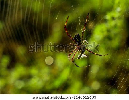 a spider while eating its prey caught in the net