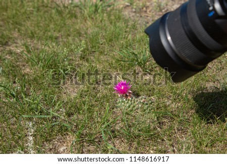Closeup, A Camera getting close to a brilliant neon pink flower of a pinchusion cactus