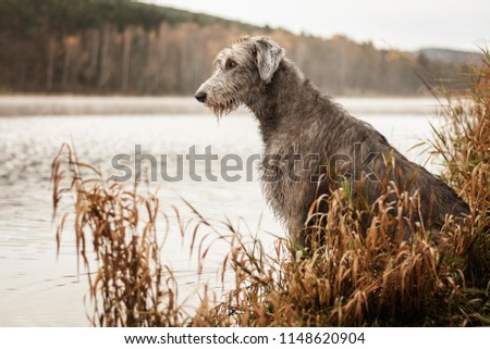 The dog is sitting on the bank of the dam Royalty-Free Stock Photo #1148620904