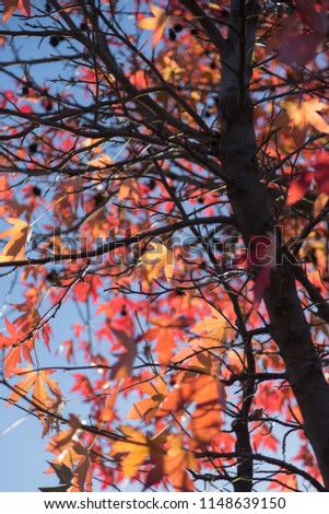 Red Maple Leaves against Blue Sky