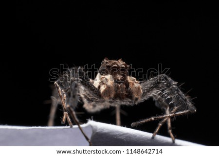 Chonburi, Thailand - July 2018: Super macro of Portia (spider) on white paper 