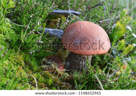 Detail of small cute mushroom in the grass in wild nature, searching of mushrooms, cute photo, colorful nature in Czech Republic, Europe.
