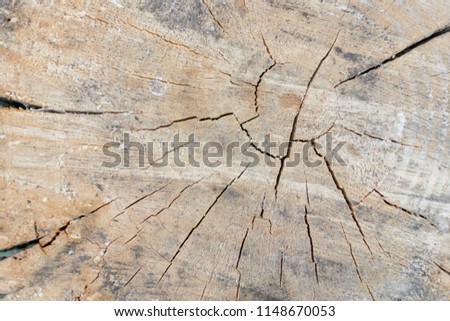 tree stump texture background