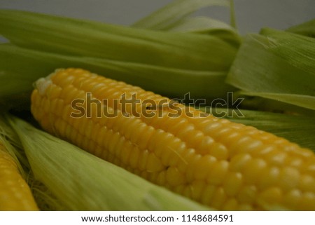 Worm stem or corn butterfly at the beginning of corn