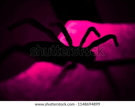 Halloween background. Closeup spider on spiderweb and beautiful pink background. Scary night.