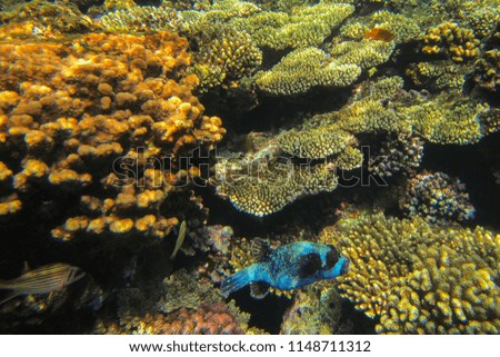 Underwater photography in the coral reefs of the Red Sea