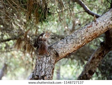 A squirrel biting its tail on a tree