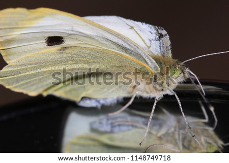 The Large White or Cabbage butterfly. The reflection of a white-yellowish black spotted broken-winged butterfly. Western Cape, South Africa.