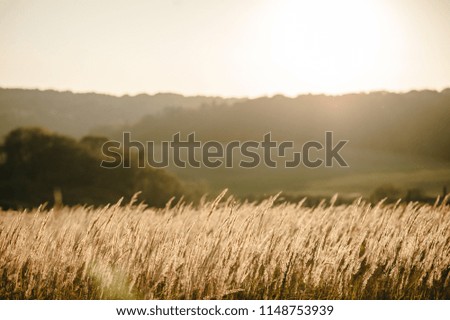 Yellow grass on the field in the sunlight at sunset. Background. World, country environment day concept. Stunning meadow sunrise with bokeh light. Autumn, spring, summer.