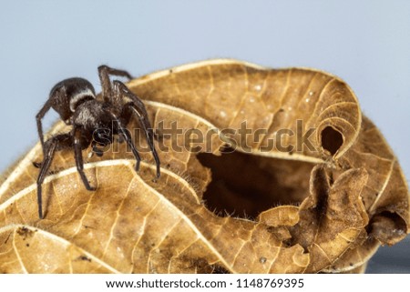 Black spider on the brown leaf crawling