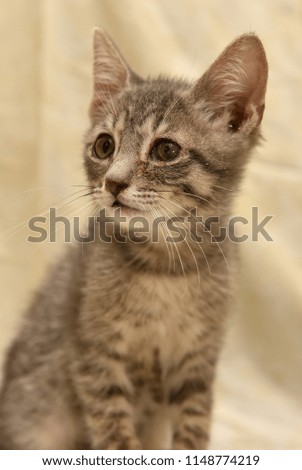sad gray with stripes of a short-haired kitten on a light background