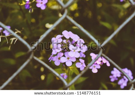 Purple Flowers in Pennsylvania