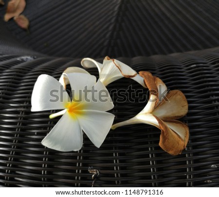 Plumeria or frangipani on the surface of rattan, black artificial light, morning light, with space for text.